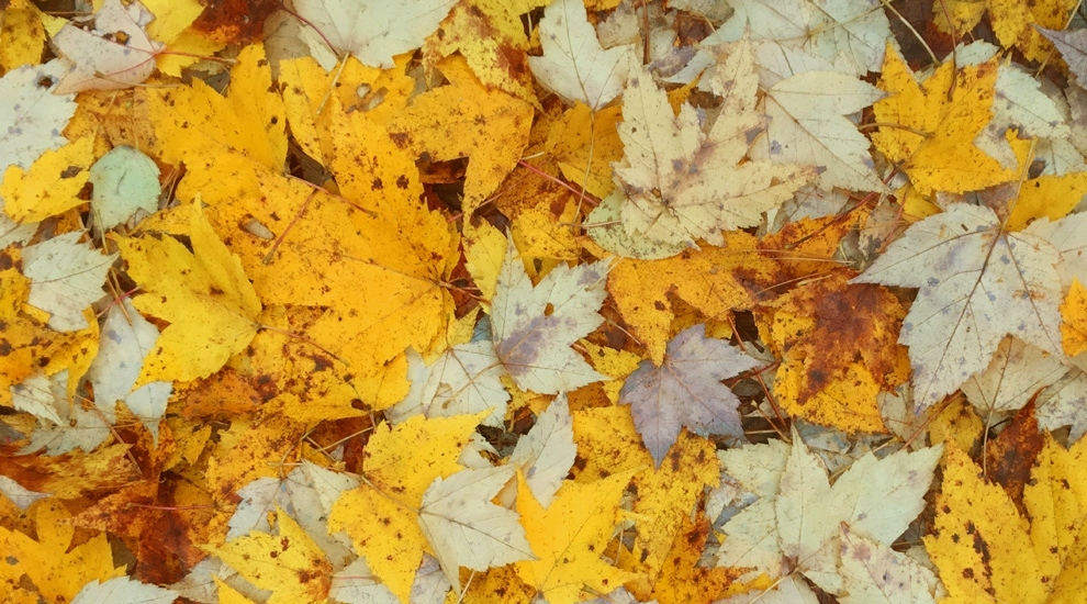 Algoma Wiisconsin In Fall Algoma Wisconsin